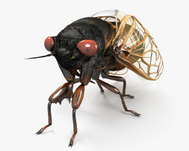 Cicada HD 3D model