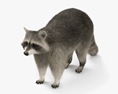 Raccoon HD 3d model