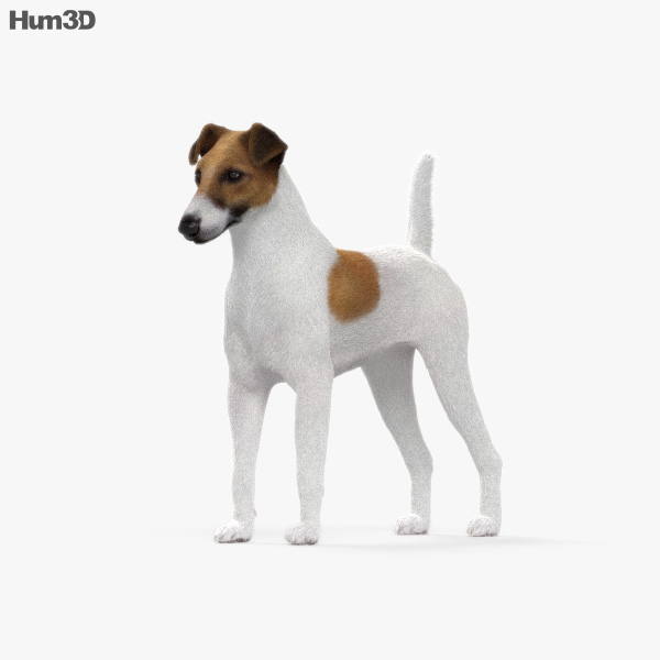 Fox Terrier 3D model