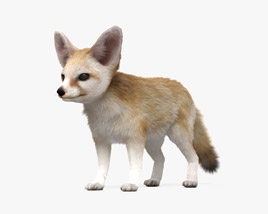 Fennec Fox 3D model