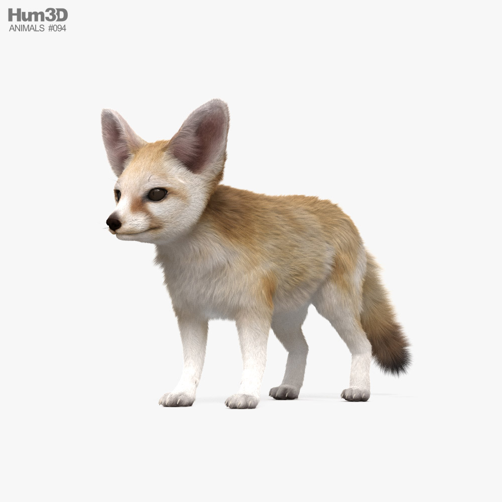 Fennec Fox 3d model