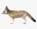 Fennec Fox 3d model