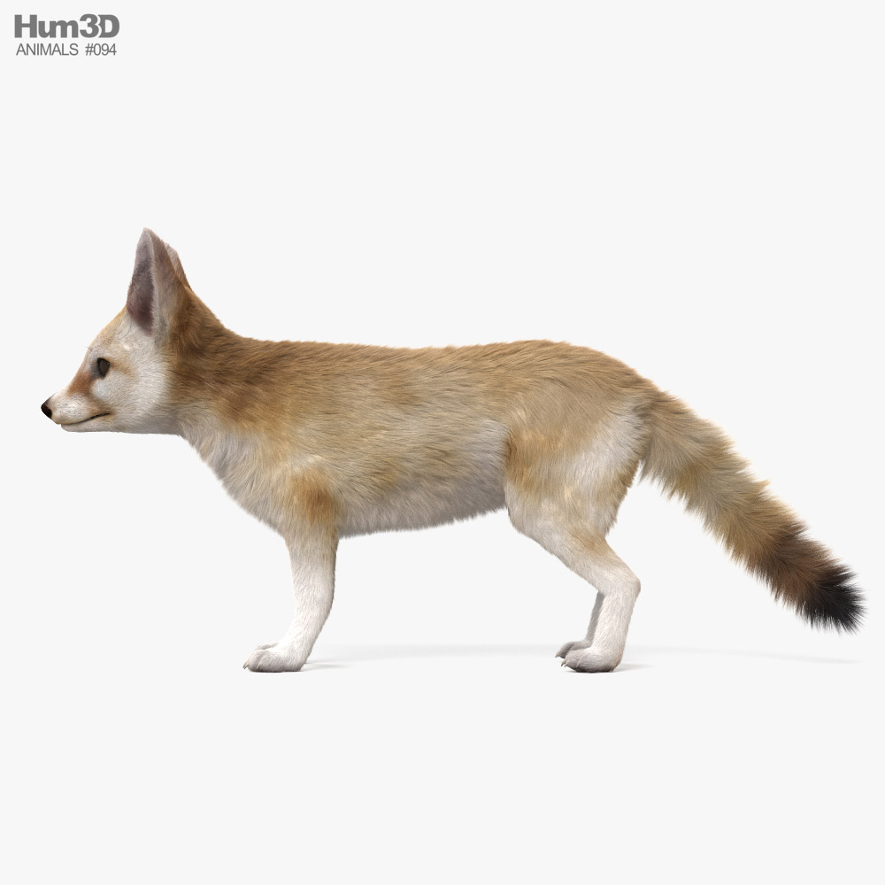 Animated Fennec Fox 3D Model Animals On Hum3D