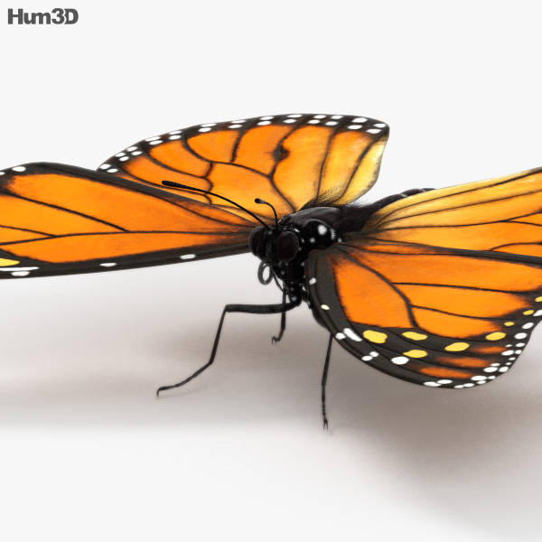 Farfalla monarca Modello 3D