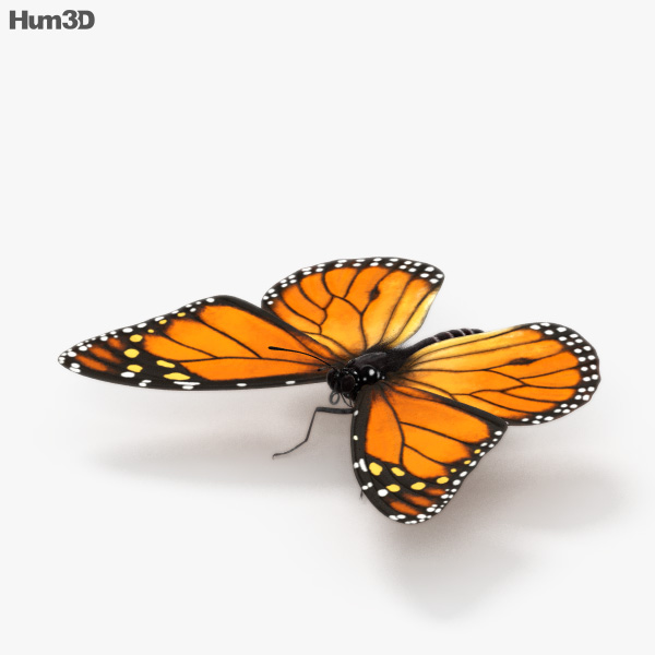 Animated Monarch Butterfly HD 3D model - Animals on Hum3D