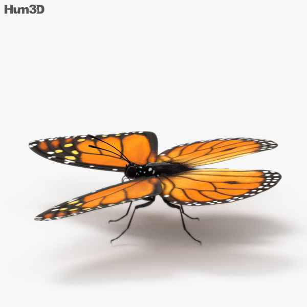 Animated Monarch Butterfly 3D model - Animals on Hum3D Animated Monarch Butterfly 3D model - Animals on Hum3D