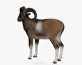 Mouflon 3d model