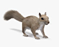 Eichhörnchen 3D-Modell
