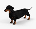 Dachshund 3d model