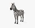 Zebra HD 3d model