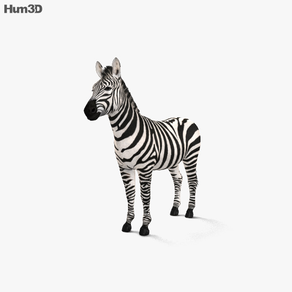 Zebras 3D-Modell