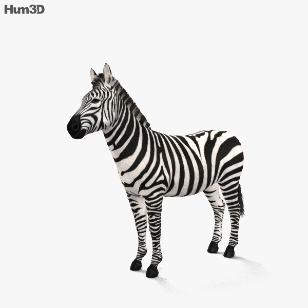 Zebra CAD 3D model - Animals on Hum3D