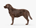 Labrador Retriever Chocolate HD 3d model