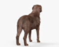 拉布拉多寻回犬巧克力 3D模型