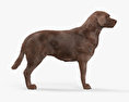 Labrador Retriever Cioccolato Modello 3D