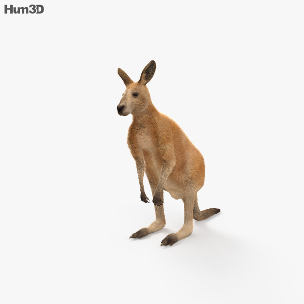 Kangaroo HD 3D model