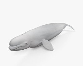 Beluga Whale HD 3D model