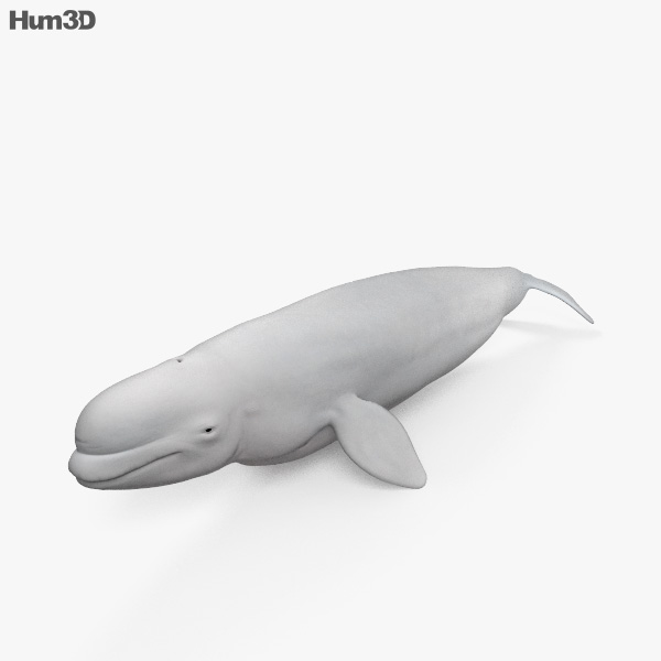 흰돌고래 3D 모델 