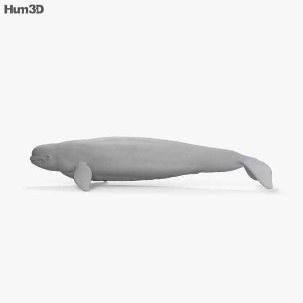 Animated Beluga Whale HD 3D model - Animals on Hum3D