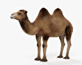 Camel HD 3d model