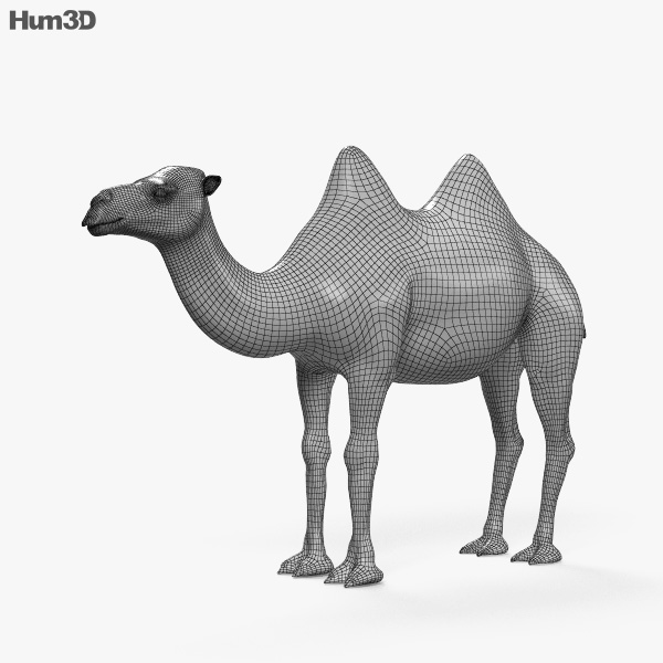 ラクダ 3dモデル 動物 On Hum3d