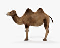 Camel 3d model