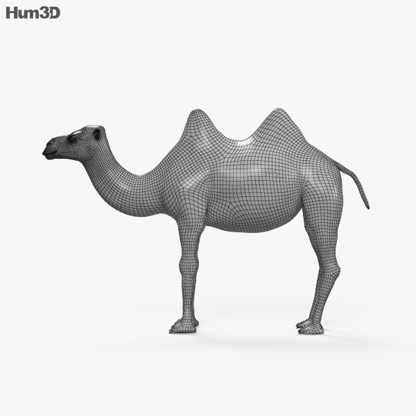 ラクダ 3dモデル 動物 On Hum3d