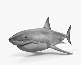 Great White Shark 3D model