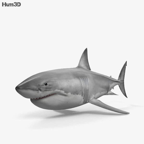 Great White Shark CAD 3D model - Animals on Hum3D