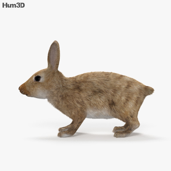 Animated Common Rabbit 3D model - Animals on Hum3D