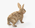 Common Rabbit HD 3d model