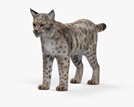Lynx roux Modèle 3D