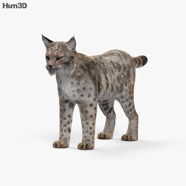 Bobcat HD 3D model