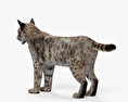 Lynx roux Modèle 3d