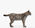 短尾貓 3D模型