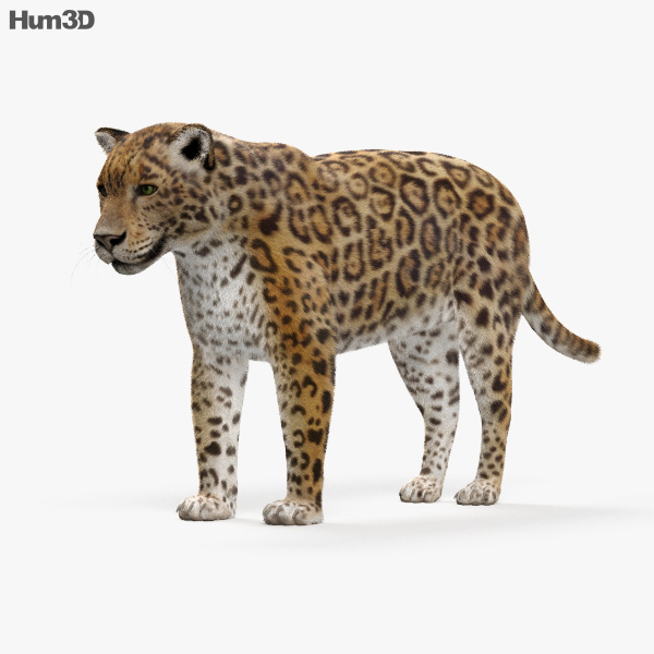 Jaguar 3D-Modell
