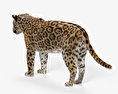 ジャガー 3Dモデル