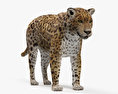 Giaguaro Modello 3D