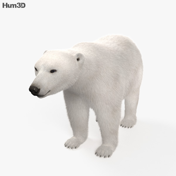 Polar Bear HD 3D model - Animals on Hum3D