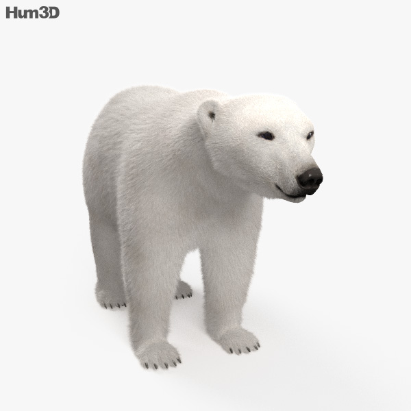 Polar Bear HD 3D model - Animals on Hum3D