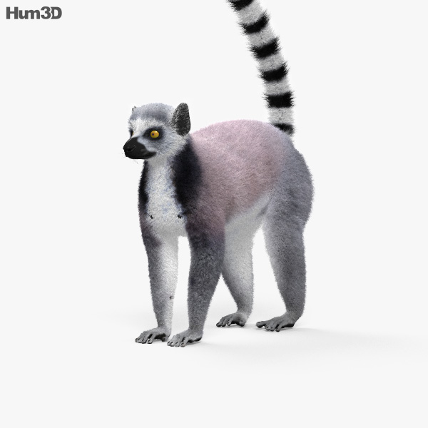 Ring-Tailed Lemur 3D model