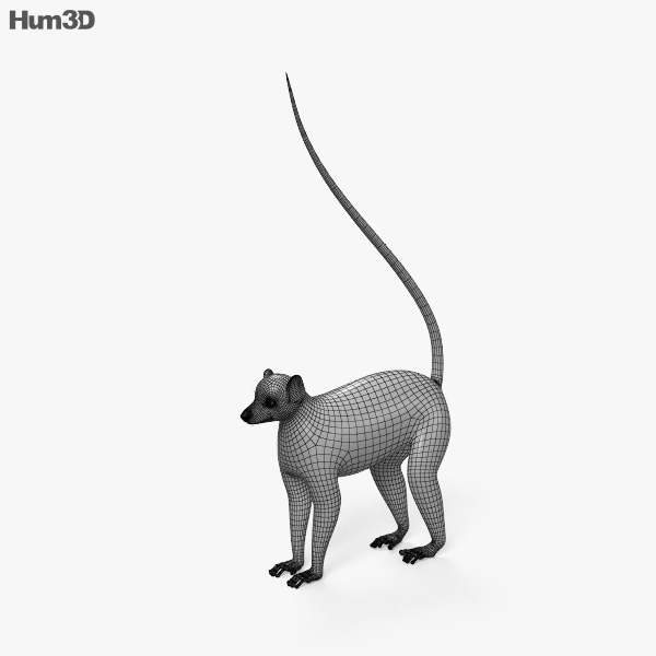 Ring-tailed Lemur Hd 3d Model - Animals On Hum3d