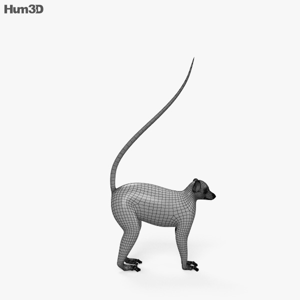 Ring-Tailed Lemur HD 3D model - Animals on Hum3D