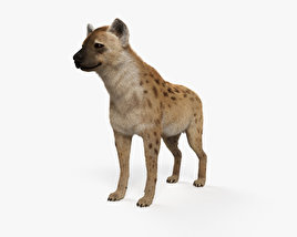 Spotted Hyena HD 3D model