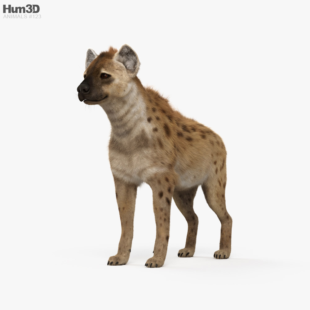 Spotted Hyena HD 3D model