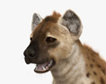Spotted Hyena HD 3d model