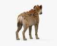 Spotted Hyena 3d model