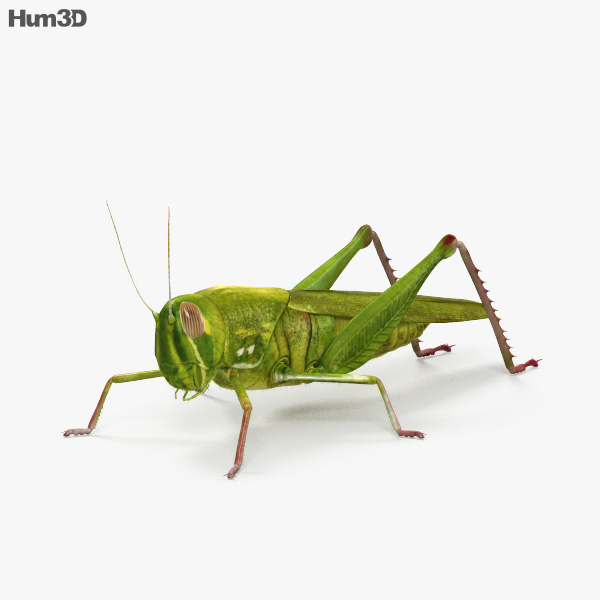 Grasshopper HD 3D model