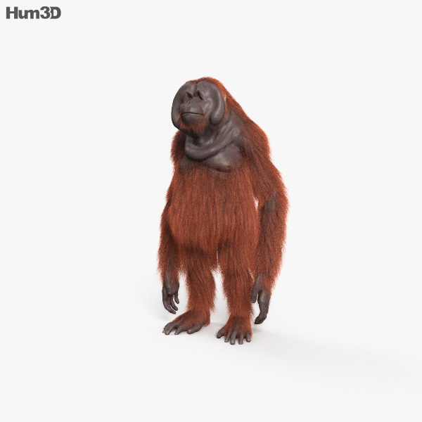 Orangutan 3D model