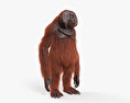 Orangotango Modelo 3d